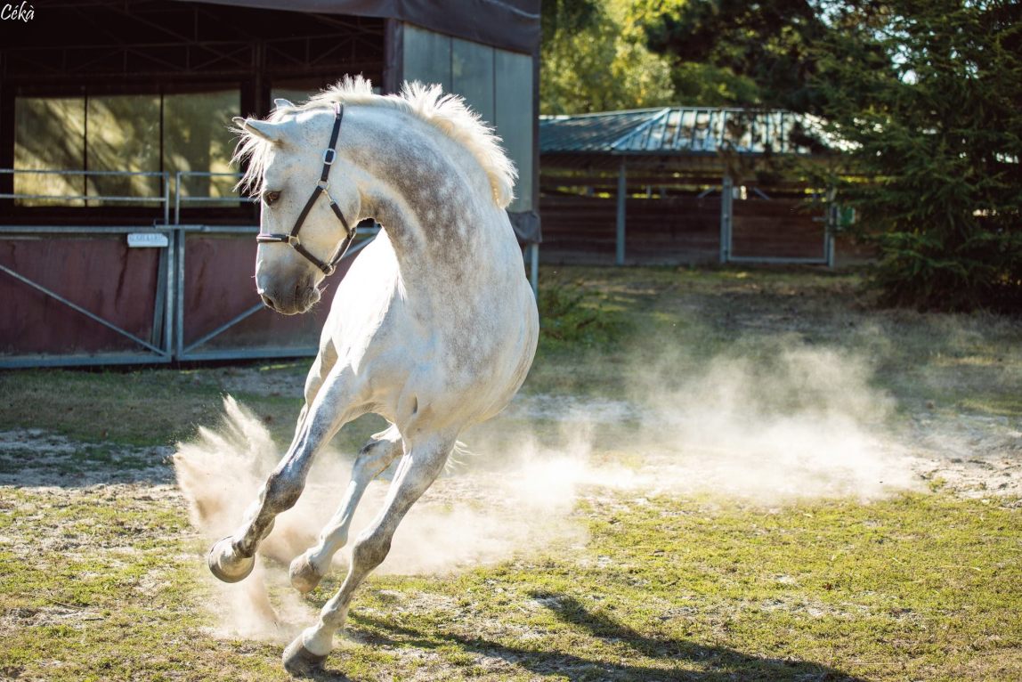 Cheval Frimeur Dansant