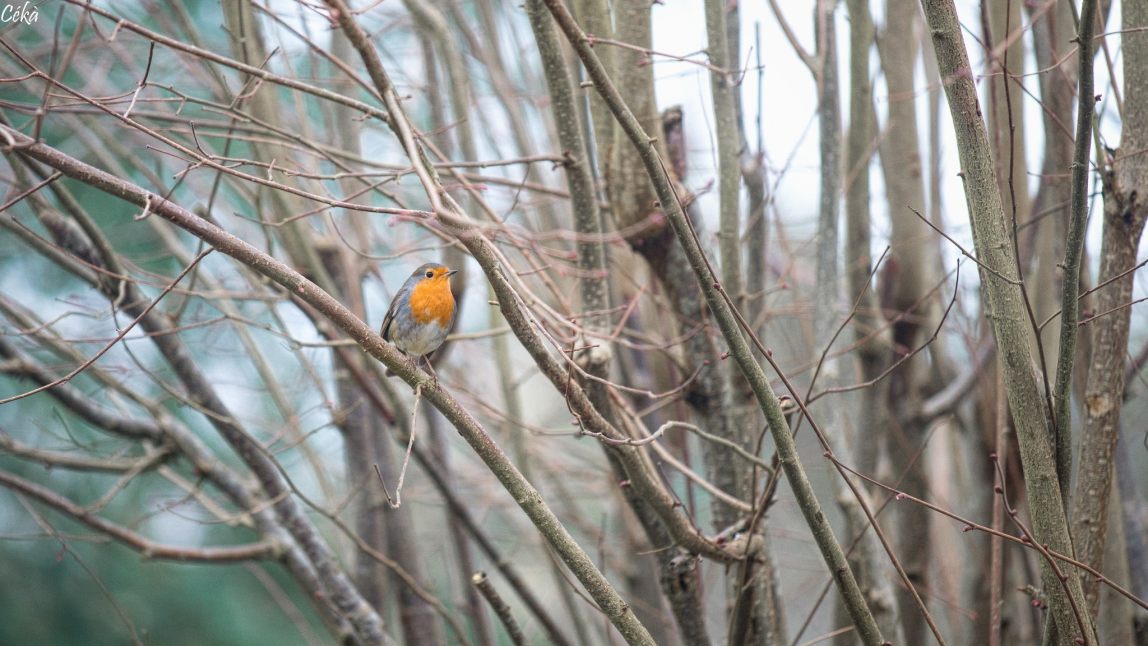 Portrait Oiseau Hiver