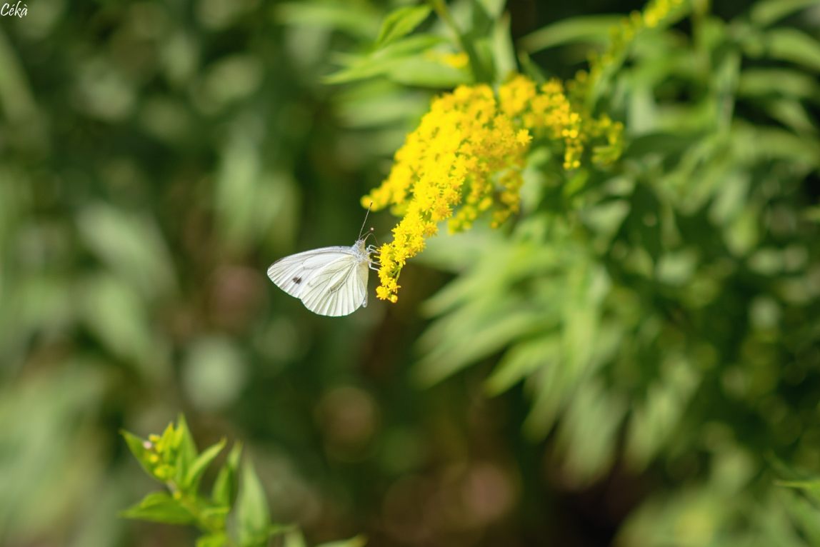 Portrait Papillon Fleurs