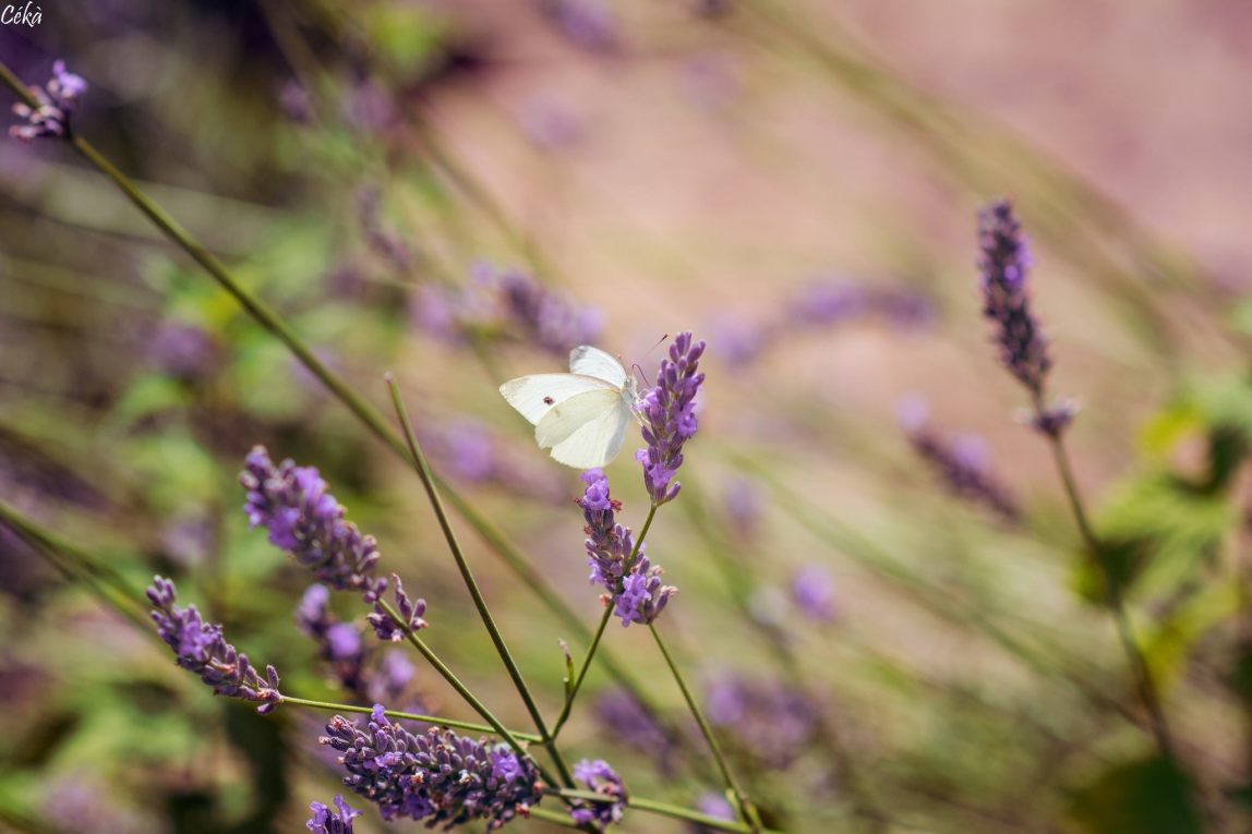 Portrait Papillon Lavande