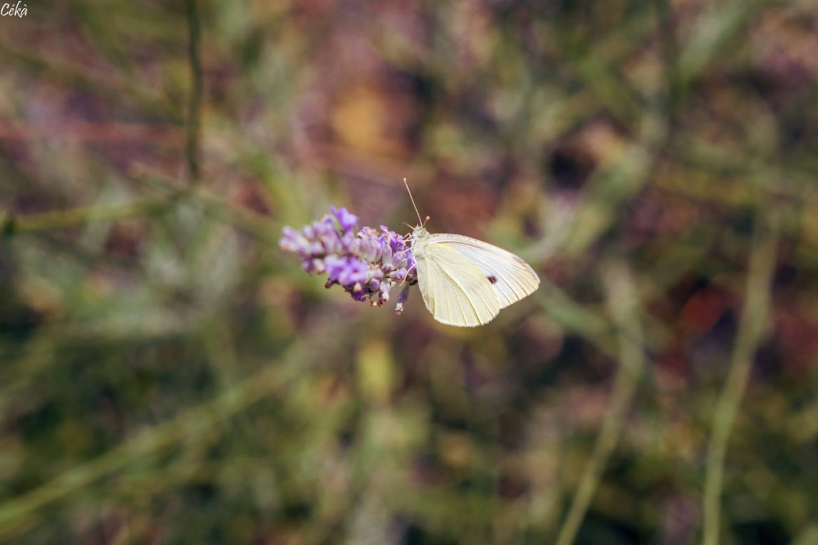 Portrait Papillon Lavande